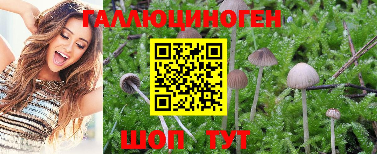 Псилоцибиновые грибы Psilocybe  Вход с VPN  купить  сайты  Строитель 